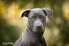 Madison - F - Photo 4