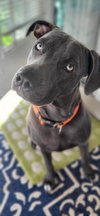 Madison - F - Photo 9