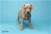 adoptable Dog in tampa, FL named Puppy Lexington  - F