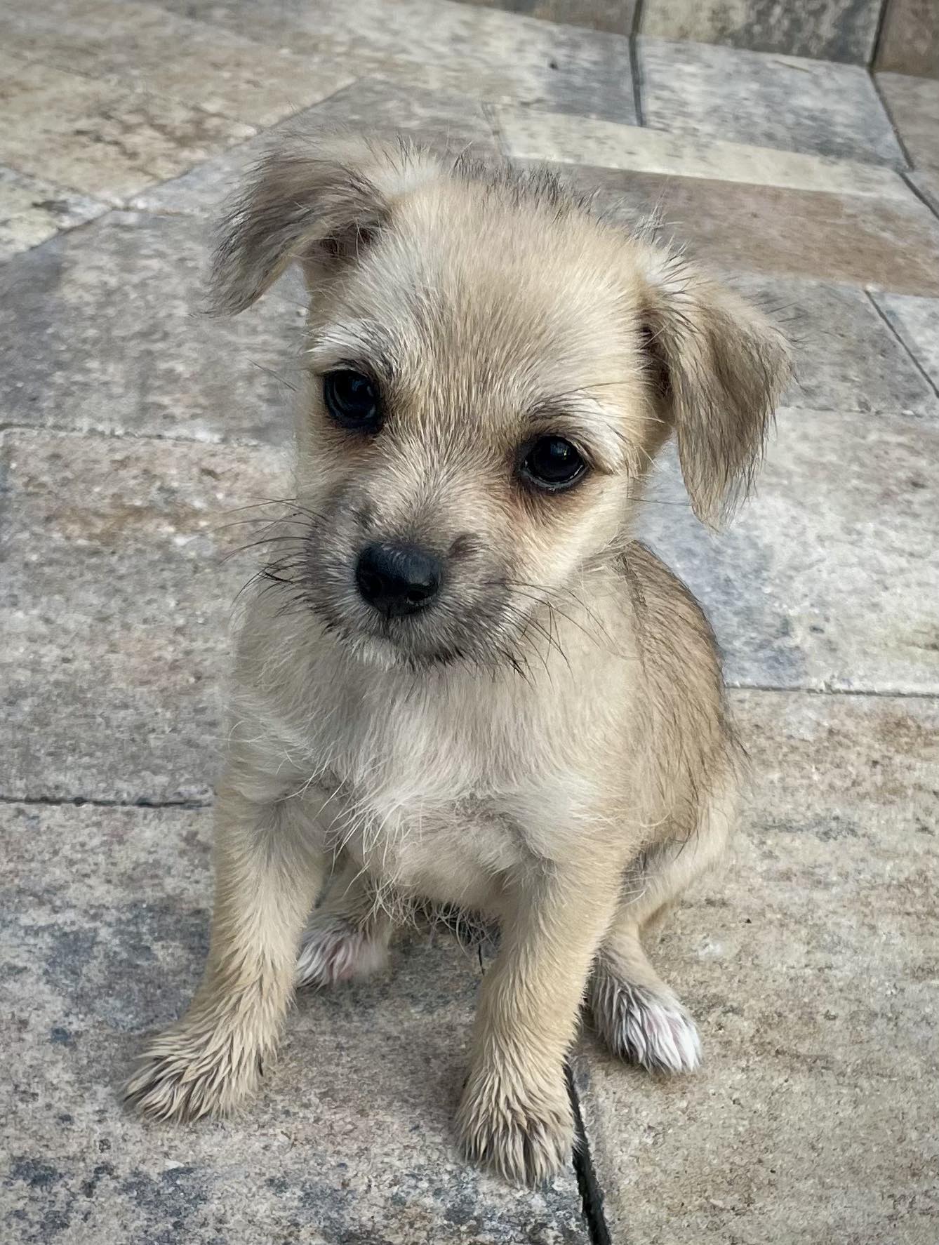 Dog for Adoption - Lucy - F, a Maltese in Manatee County, FL | Alpha Paw