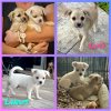 adoptable Dog in tampa, fl, FL named Bonded pair - Lucy - F  & Linus - M