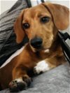 adoptable Dog in tampa, FL named Elvis - M