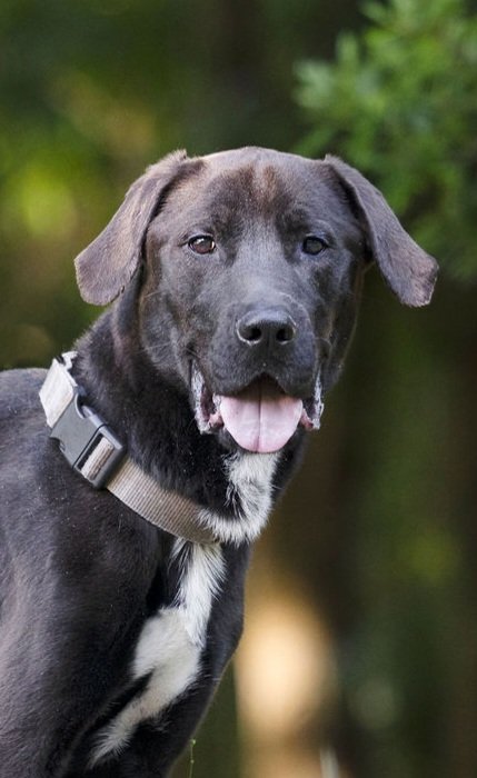 adoptable Dog in Tampa, FL named Deku - M