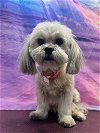 adoptable Dog in tampa, FL named Olivia - F