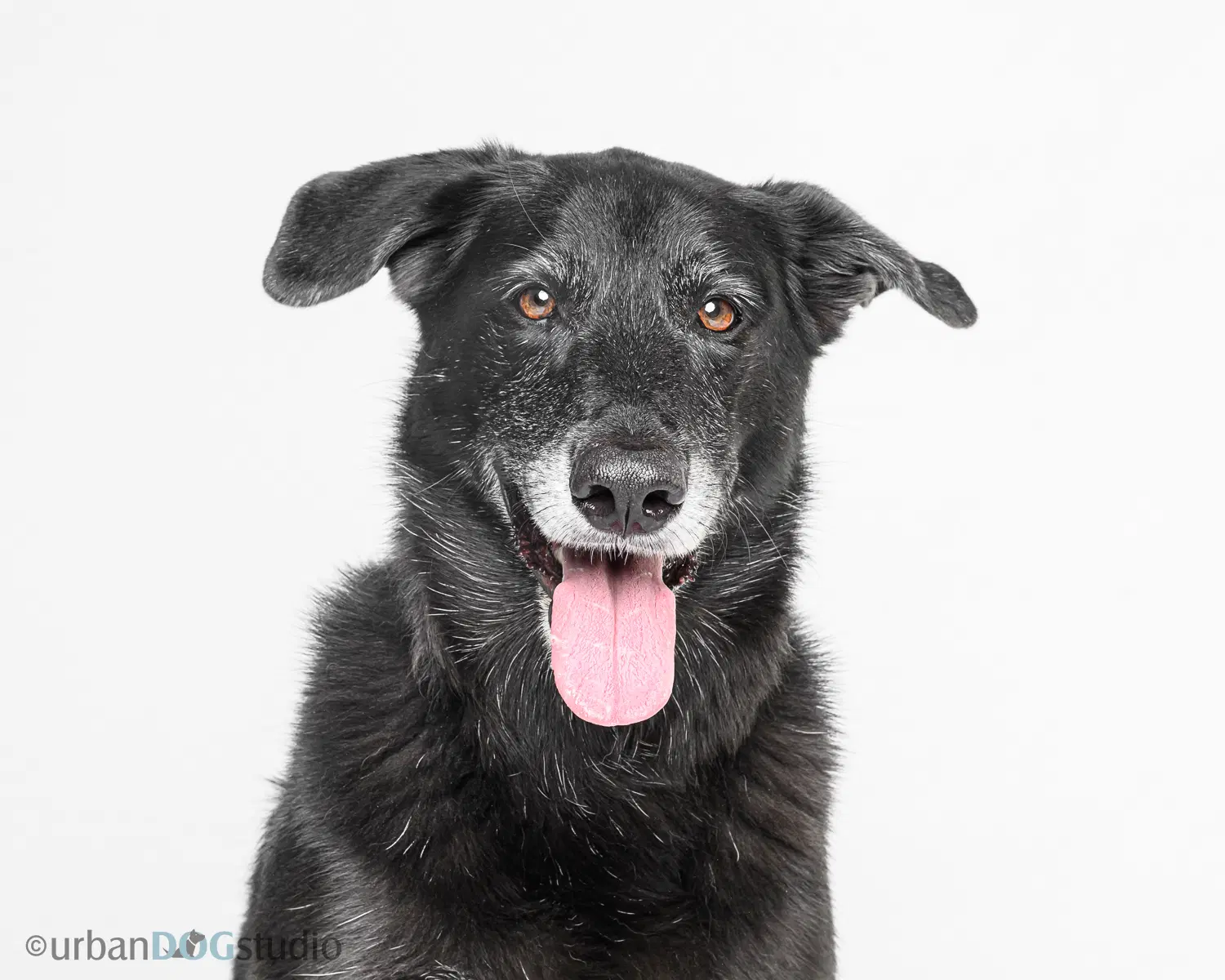Ursa - F - Shepherd/Labrador