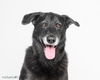 adoptable Dog in  named Ursa - F