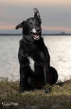 Ursa - F - Photo 5