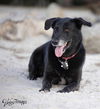 adoptable Dog in Tampa, FL named Ursa - F