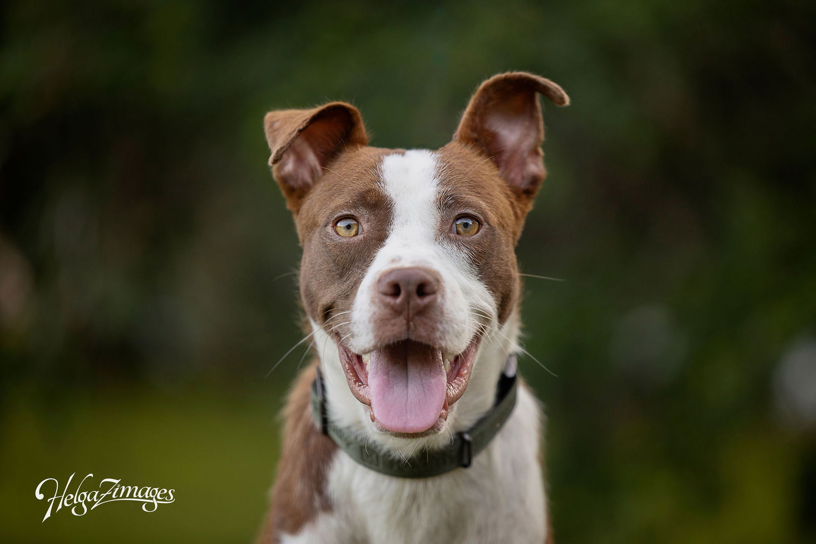 adoptable Dog in Tampa, FL named Wallace