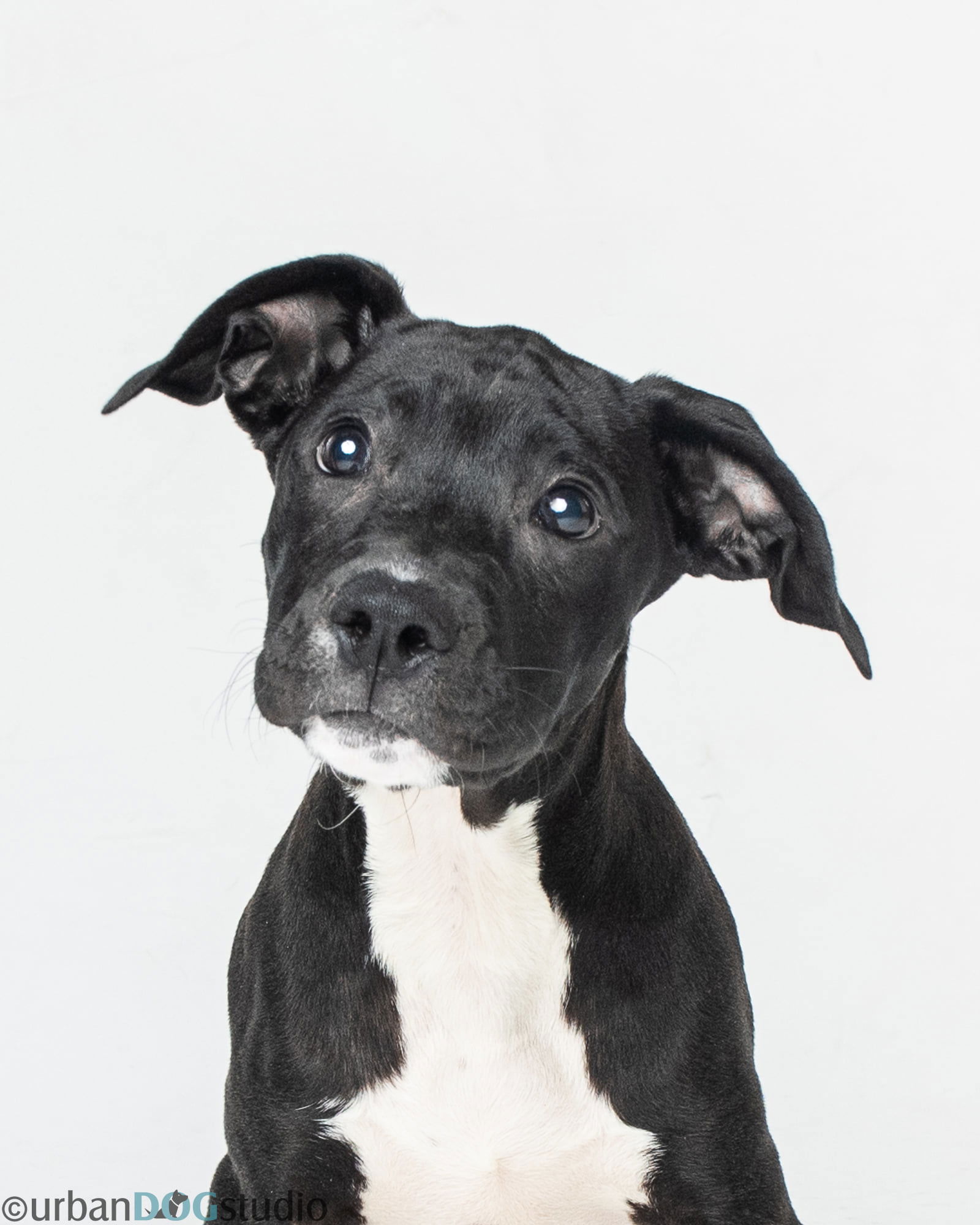 adoptable Dog in Tampa, FL named Dynamite - M