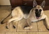 adoptable Dog in Tampa, FL named Bella - GSD