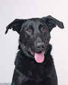 adoptable Dog in  named Bear - M