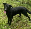 adoptable Dog in Tampa, FL named Bear - M