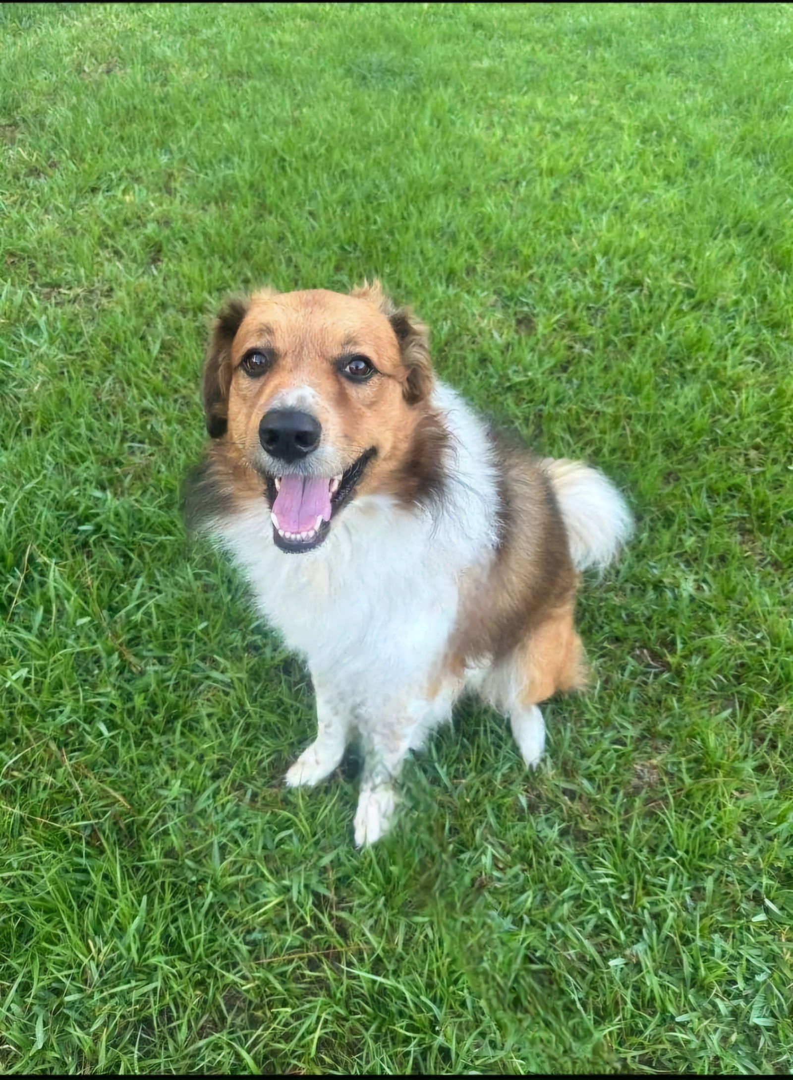 adoptable Dog in Tampa, FL named Bruno - M