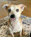 adoptable Dog in tampa, FL named Mr Pillow - M