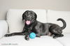 adoptable Dog in  named Cici - F