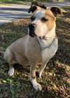 adoptable Dog in  named Remy - M