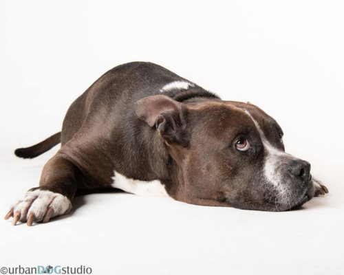 JAYDA - F - American Pit Bull Terrier available for adoption
