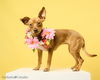 adoptable Dog in tampa, FL named Ruby - F