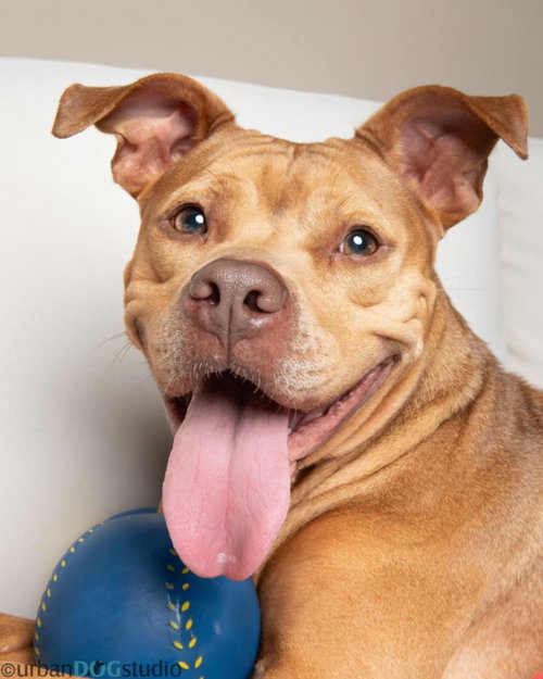 picture of the dog needing adoption