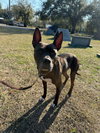 Meatball - M - Photo 5
