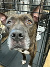 Meatball - M - Photo 6