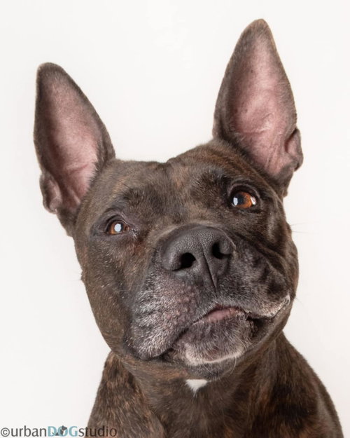MEATBALL - M - Cane Corso Mastiff available for adoption