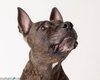 Meatball - M - Photo 4