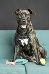adoptable Dog in  named Tuna - F