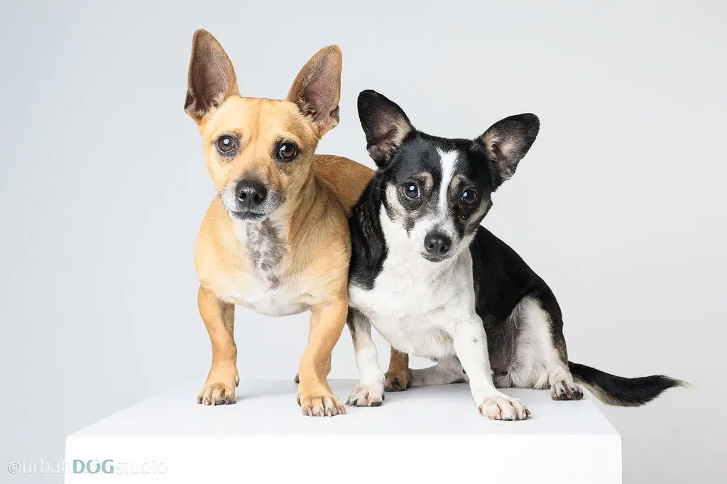 Bonded Pair - Ryver  Ryder - Chihuahua