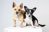 adoptable Dog in  named Bonded Par - Ryver & Ryker