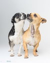 Bonded Par - Ryver & Ryker - Photo 3
