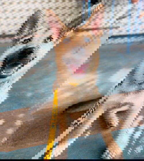 picture of the dog needing adoption