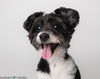 adoptable Dog in tampa, FL named Oliver - M