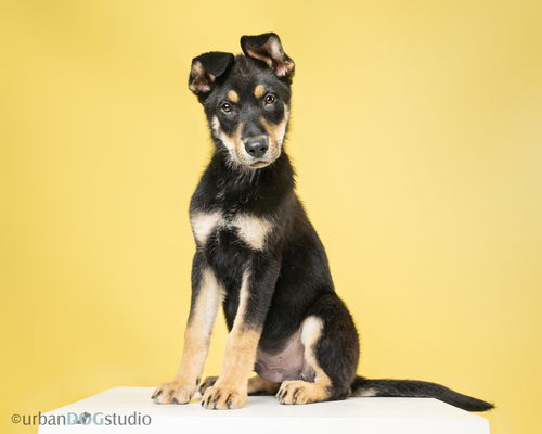 picture of the dog needing adoption