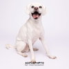 Lucky - M - Photo 3