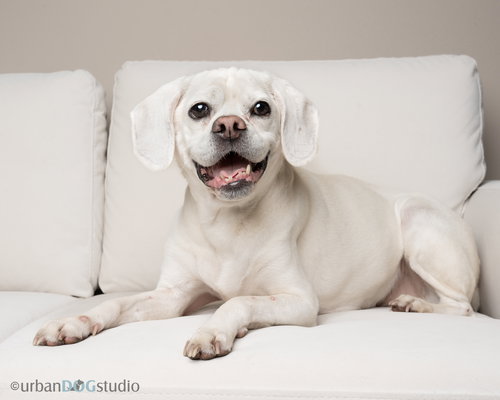 LUCKY - M - Beagle / Pug available for adoption