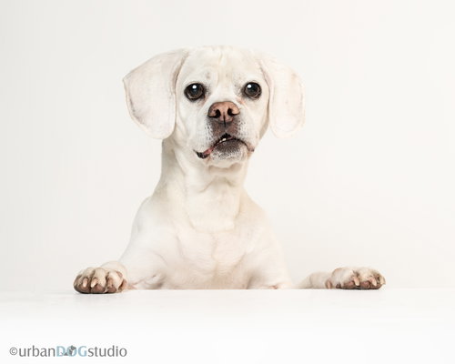 LUCKY - M - Beagle / Pug available for adoption