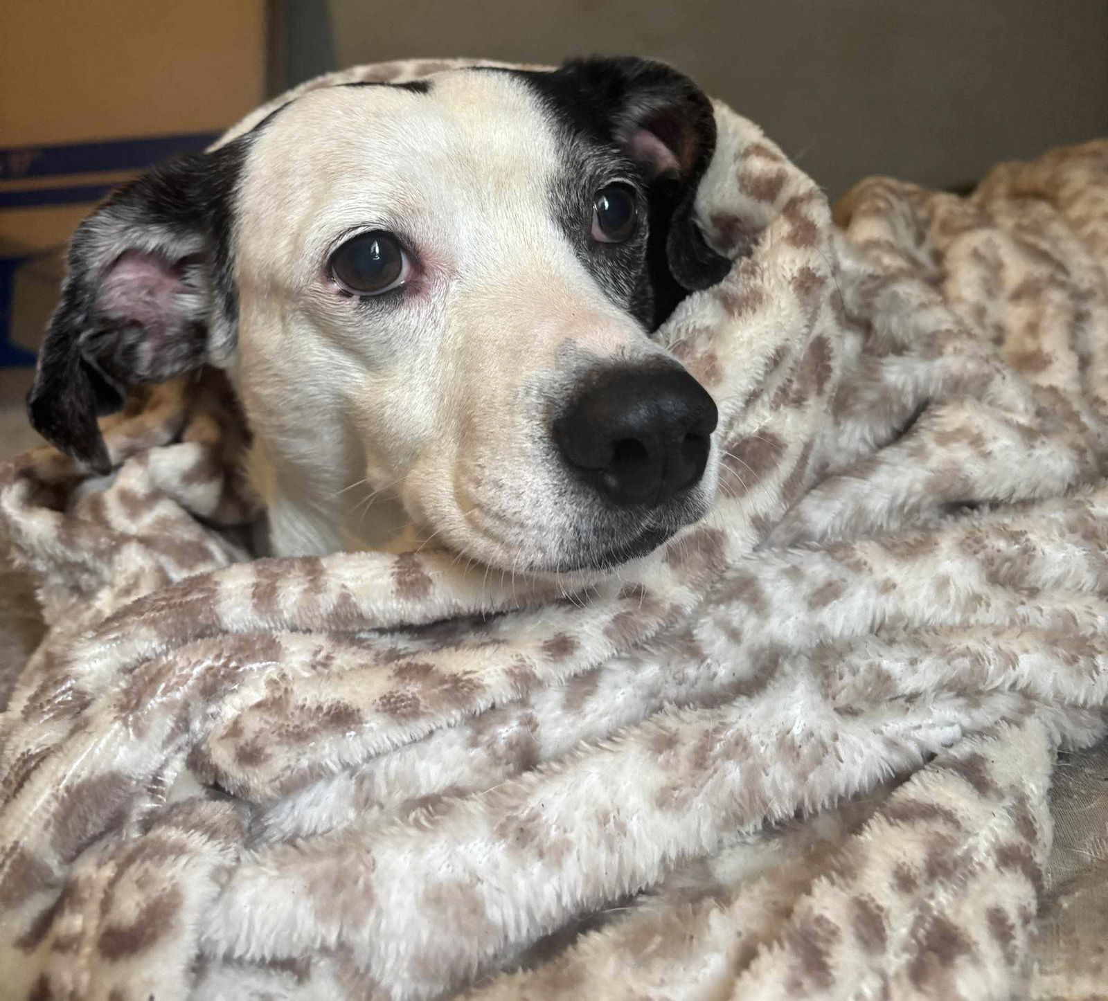 adoptable Dog in Tampa, FL named Cheerio - M