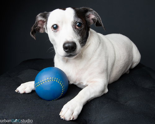 picture of the dog needing adoption