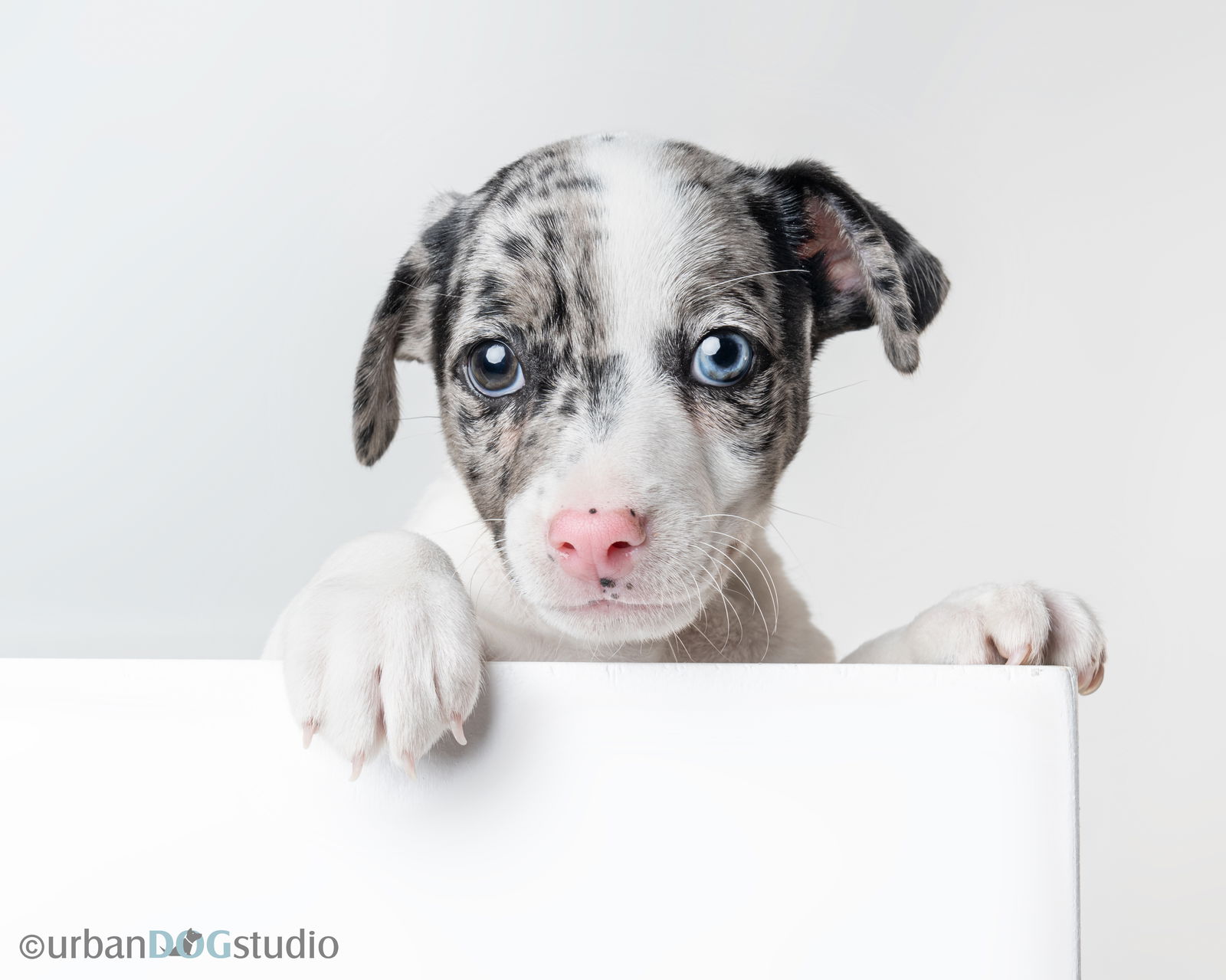 adoptable Dog in Tampa, FL named Sprout - M