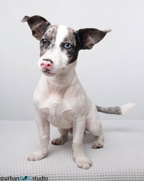 picture of the dog needing adoption