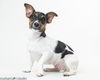 adoptable Dog in  named Peach - F