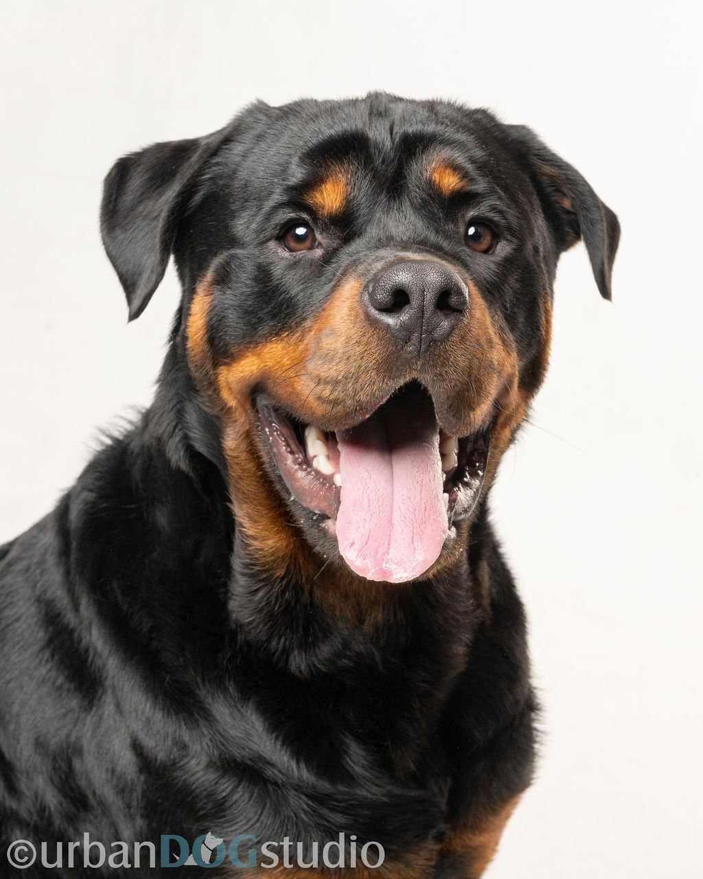 adoptable Dog in Tampa, FL named Tatum - M