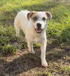 adoptable Dog in tampa, FL named Pixie - F