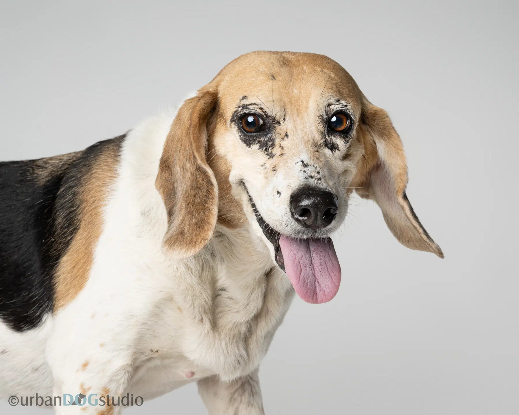 Daisy - F - Beagle