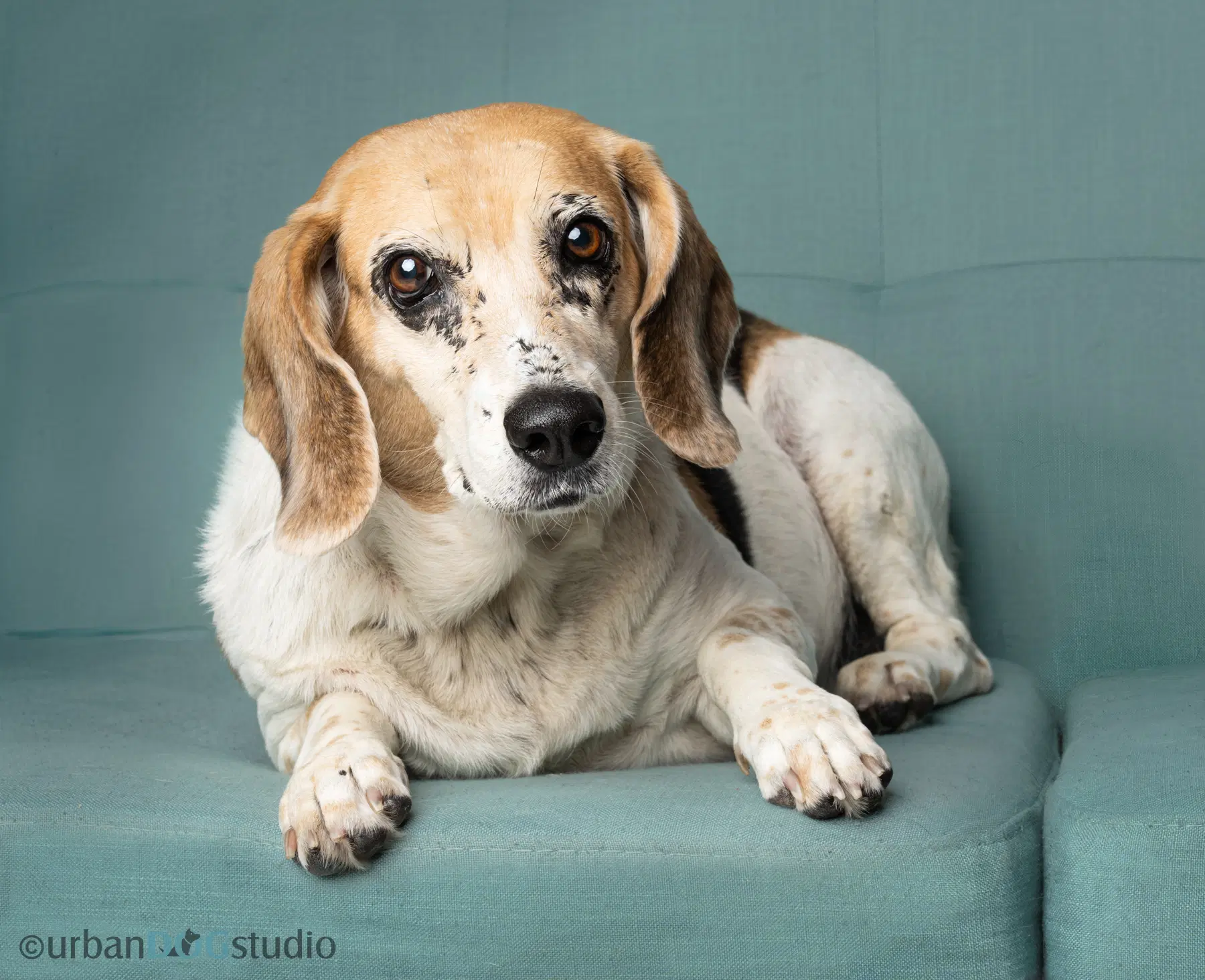 Daisy - F image 2
