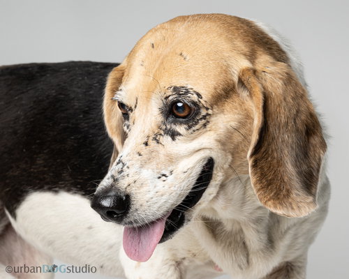 Daisy - F photo 4