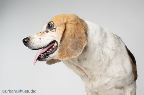 Daisy - F photo 5