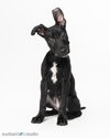 Diesel - M - Photo 1